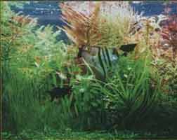 �������� ������������ ���������.