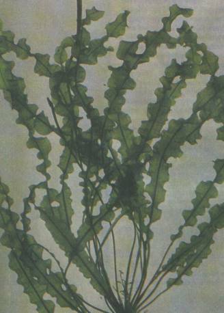 Aponogeton longiplumulosus