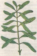 ��������� ������������� (�. polysperma)