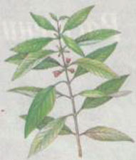 �������� ��� �������� ������ (Nomaphila stricta)