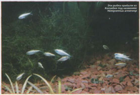������ ����������������� Hemigrammus armstrongi.