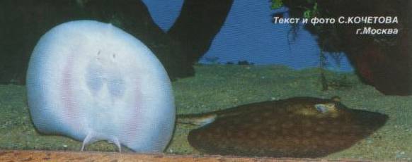 ���� ������������ ������ Potamotrygon pauckei