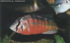 Haplochromis sp. rockkribensis.
