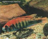 Haplochromis neyererei.