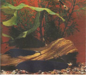 ���������� (Apteronotus albifrons)