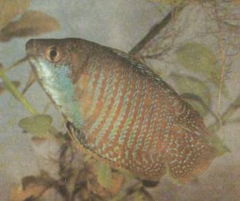 ������ ( Colisa lalia )