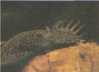 ������ ������� ����� ����� ����������:-))
(Ancistrus dolichopterus) 