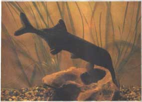 �������� ������ (Gnathonemus petersi). 