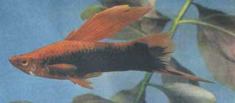 ������������ ����� ��������� `�������`. �����.