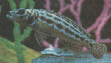 ��������������� ������ - Lepidolamprologus nkambae (Staeck, 1978).