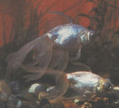 ��������� ��������.