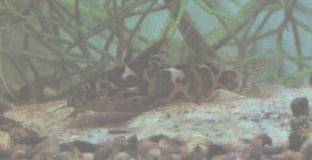 ���������� ��������� - Synodontis schoutedeni David, 1936.