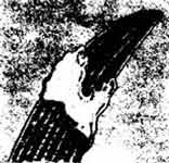 ������������ ����� (Spongilla lacustris).