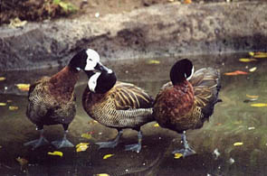 zoo.jpg (24169 bytes)