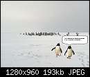   ,   
:  pingviny.jpg
: 1165
:  193,4 
ID:	255083