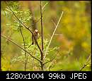   ,   
:  flycatcher_with_brown_tiger_moth_hyphoraia_aulica2.jpg
: 141
:  99,1 
ID:	170199