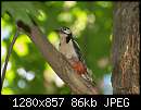   ,   
:  woodpecker-male_feeding.jpg
: 143
:  86,5 
ID:	170207
