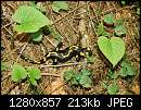   ,   
:  salamander3.jpg
: 149
:  213,2 
ID:	170209