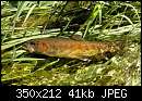   ,   
:  Little_Kern_Golden_trout_crop350.JPG
: 75
:  40,7 
ID:	245809
